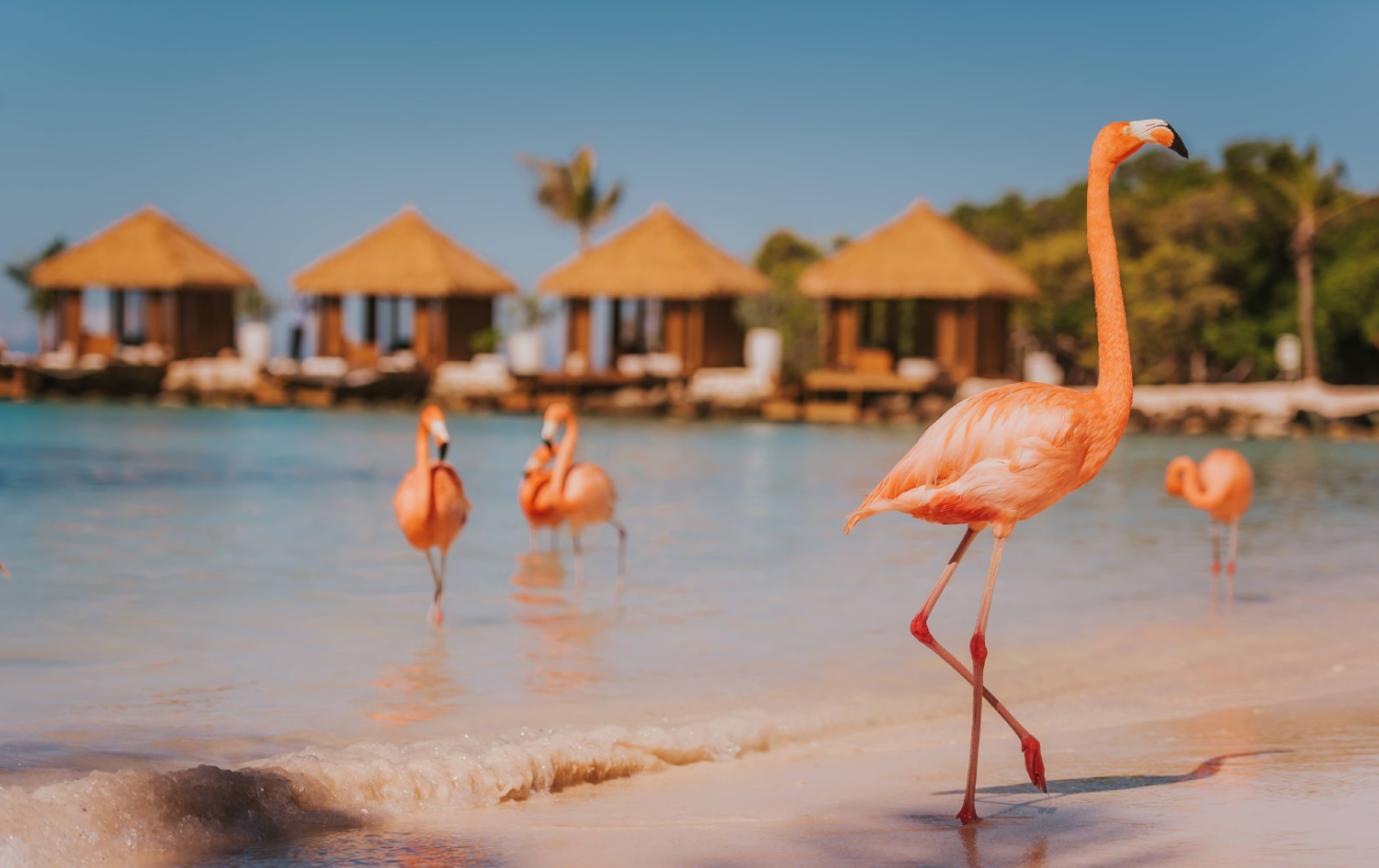  Renovación en Renaissance Aruba